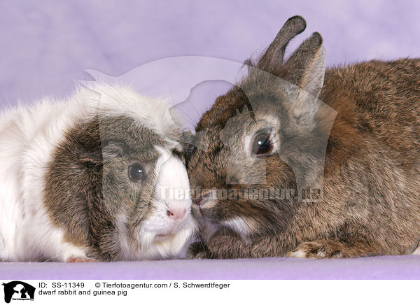 dwarf rabbit and guinea pig / SS-11349