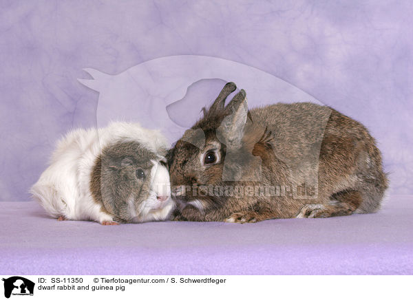 dwarf rabbit and guinea pig / SS-11350