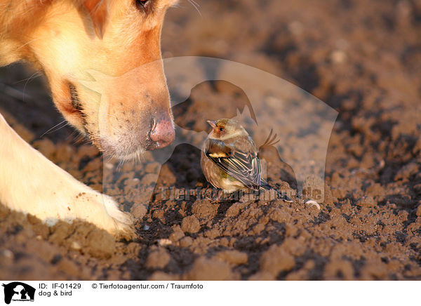 Hund & Vogel / dog & bird / IF-01429