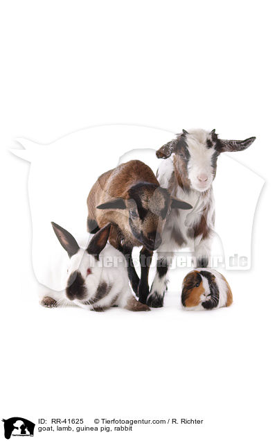 goat, lamb, guinea pig, rabbit / RR-41625
