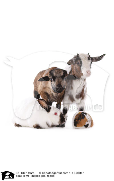 Ziege, Lamm, Meerschweinchen, Kaninchen / goat, lamb, guinea pig, rabbit / RR-41626