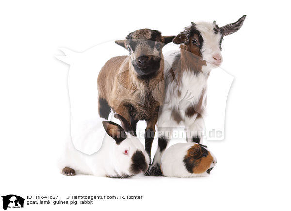 goat, lamb, guinea pig, rabbit / RR-41627