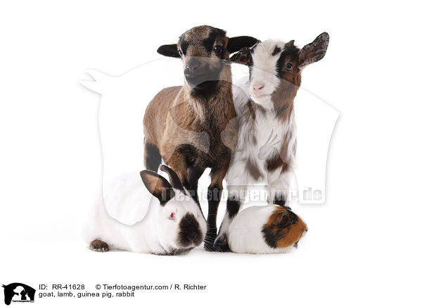 Ziege, Lamm, Meerschweinchen, Kaninchen / goat, lamb, guinea pig, rabbit / RR-41628