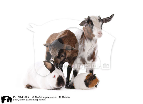 goat, lamb, guinea pig, rabbit / RR-41629