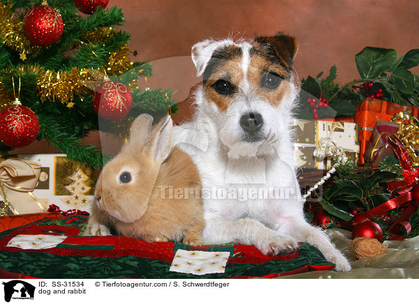 Parson Russell Terrier und Lwenkpfchen / dog and rabbit / SS-31534