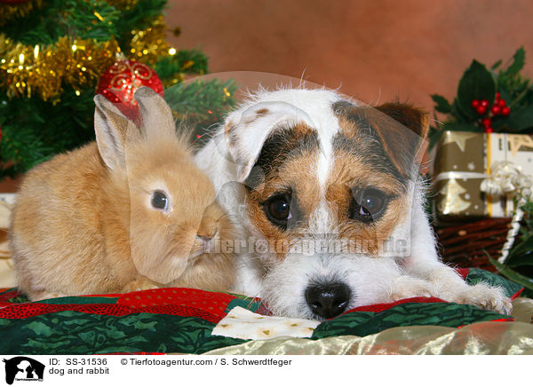 dog and rabbit / SS-31536