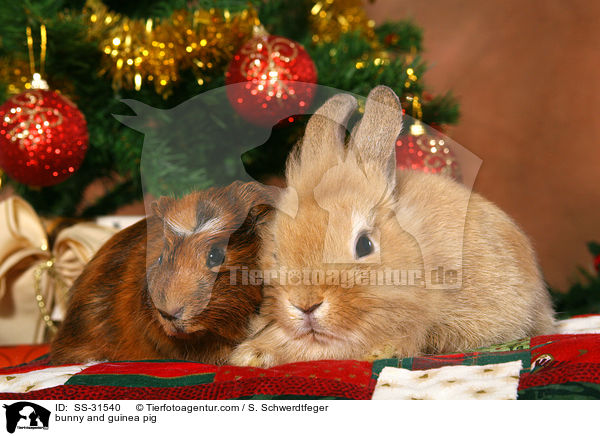 Kaninchen und Meerschwein / bunny and guinea pig / SS-31540