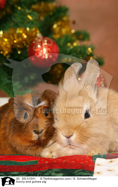 Kaninchen und Meerschwein / bunny and guinea pig / SS-31541