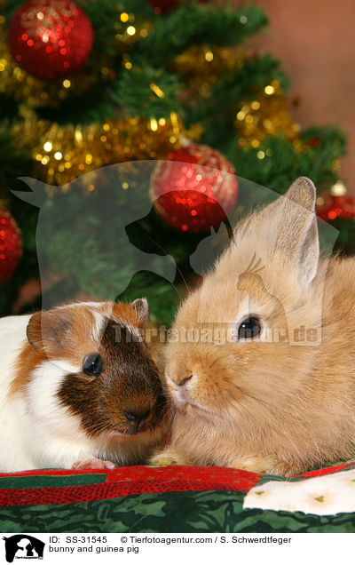 bunny and guinea pig / SS-31545