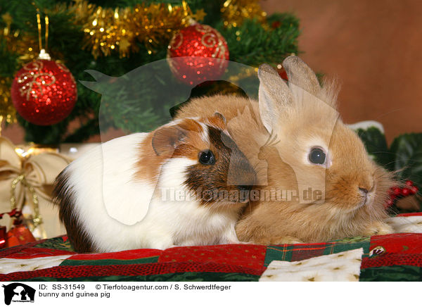 bunny and guinea pig / SS-31549
