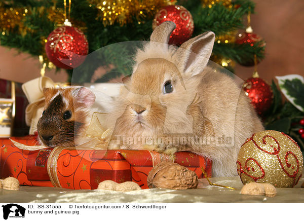 Kaninchen und Meerschwein / bunny and guinea pig / SS-31555