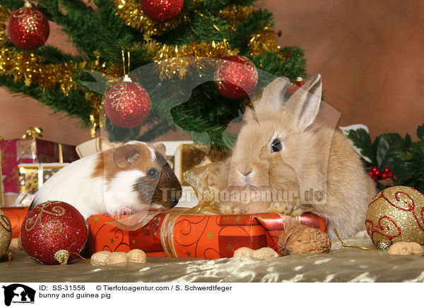 bunny and guinea pig / SS-31556