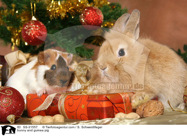 bunny and guinea pig / SS-31557