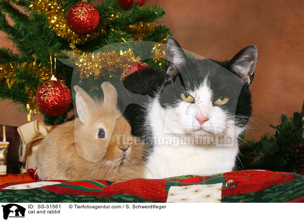 cat and rabbit / SS-31561