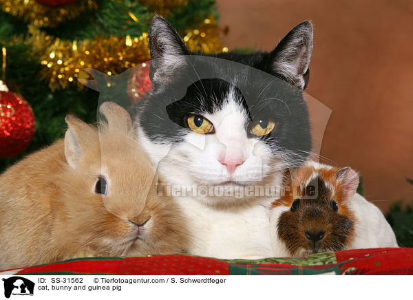 cat, bunny and guinea pig / SS-31562