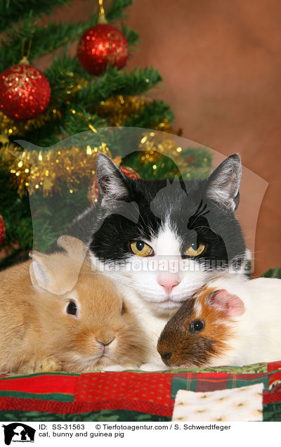 cat, bunny and guinea pig / SS-31563