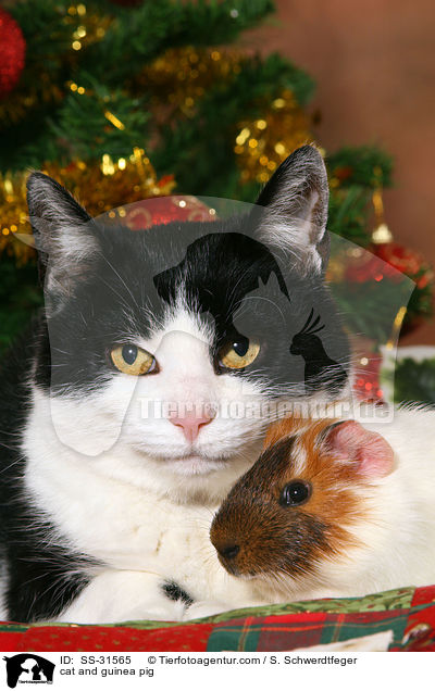Katze und Meerschwein / cat and guinea pig / SS-31565