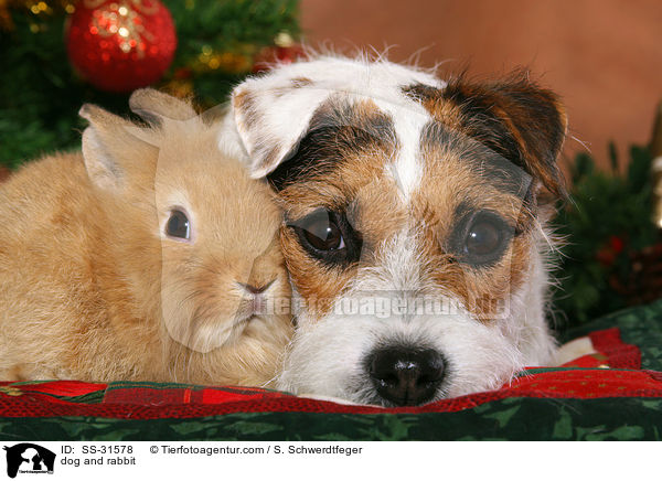 dog and rabbit / SS-31578