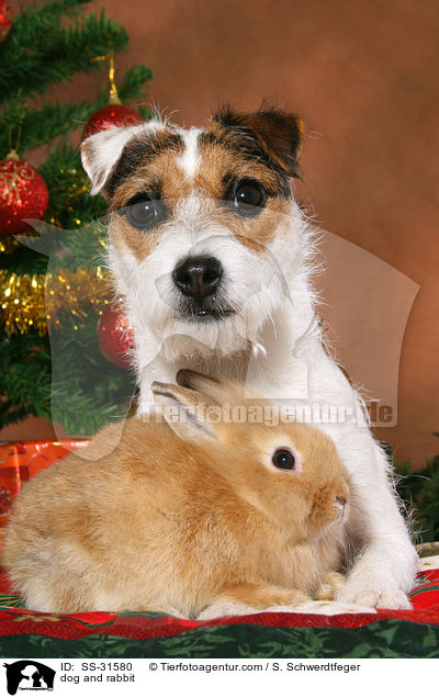 dog and rabbit / SS-31580