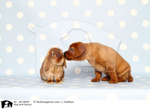 Hund und Kaninchen / dog and bunny / JH-18937