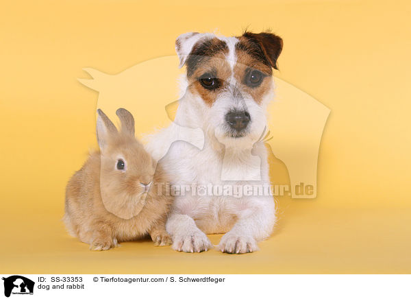 dog and rabbit / SS-33353