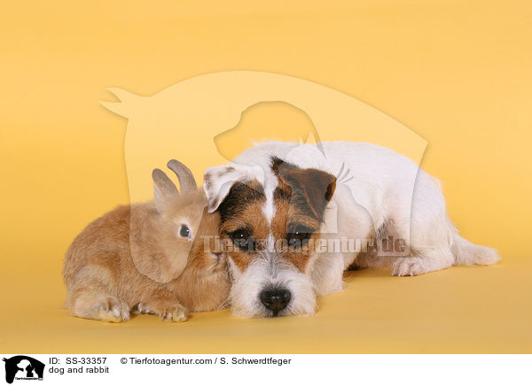Hund und Kaninchen / dog and rabbit / SS-33357
