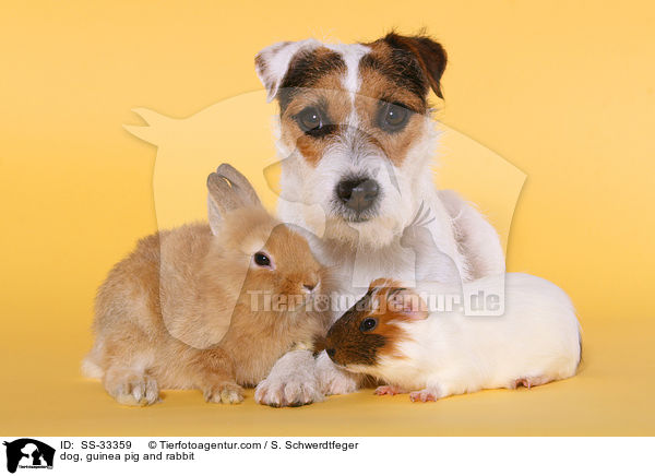 dog, guinea pig and rabbit / SS-33359