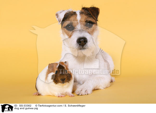 Hund und Meerschwein / dog and guinea pig / SS-33362
