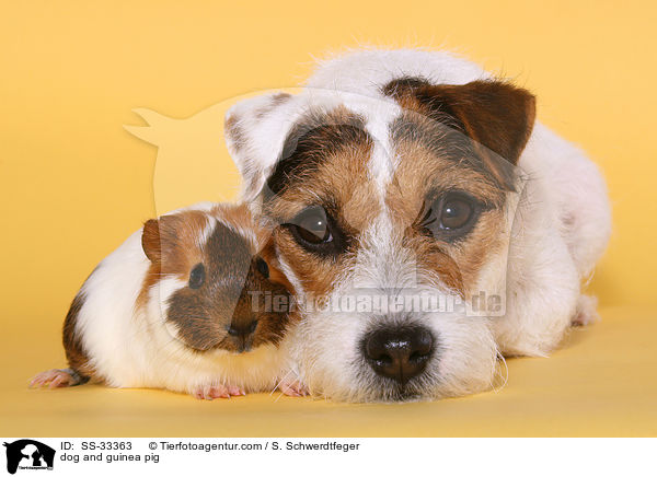 Hund und Meerschwein / dog and guinea pig / SS-33363