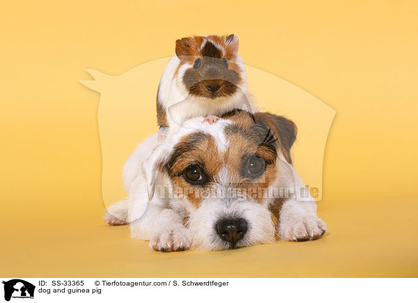 Hund und Meerschwein / dog and guinea pig / SS-33365