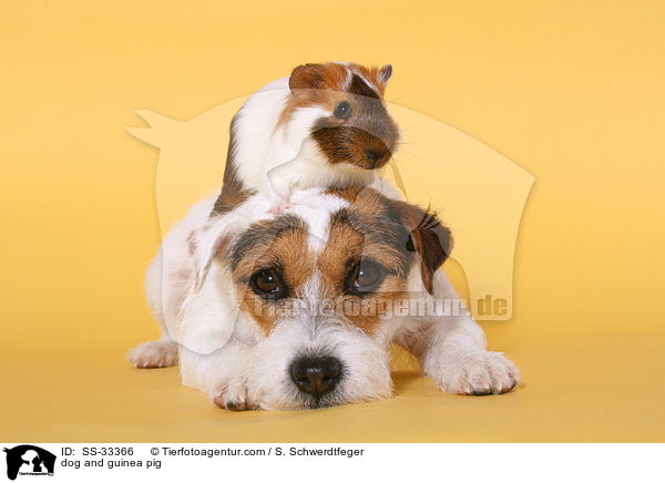 Hund und Meerschwein / dog and guinea pig / SS-33366