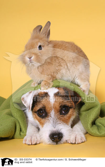 dog and rabbit / SS-33374