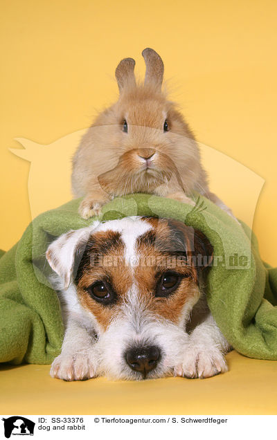 Hund und Kaninchen / dog and rabbit / SS-33376
