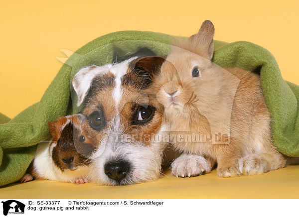 Hund, Meerschwein und Kaninchen / dog, guinea pig and rabbit / SS-33377