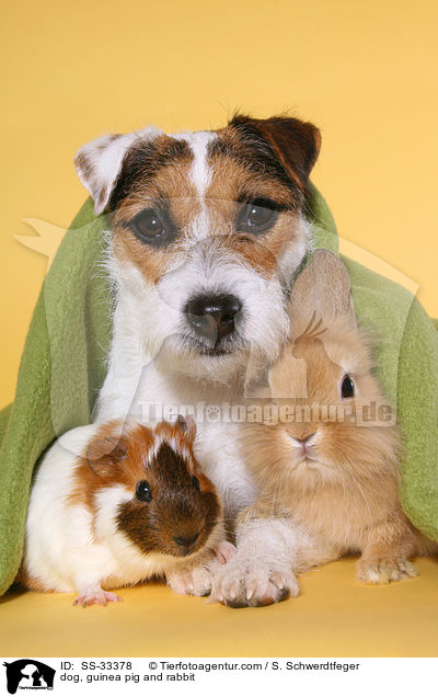 Hund, Meerschwein und Kaninchen / dog, guinea pig and rabbit / SS-33378