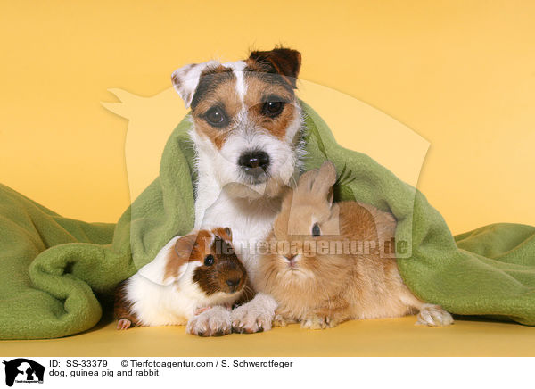 Hund, Meerschwein und Kaninchen / dog, guinea pig and rabbit / SS-33379