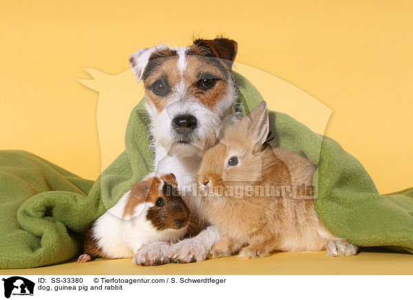 Hund, Meerschwein und Kaninchen / dog, guinea pig and rabbit / SS-33380