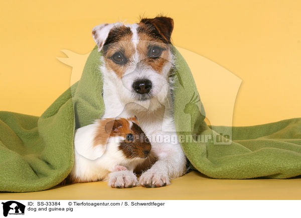 Hund und Meerschwein / dog and guinea pig / SS-33384