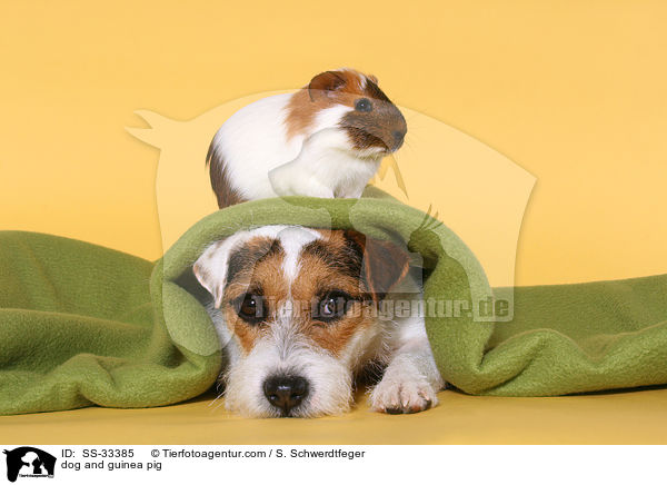 Hund und Meerschwein / dog and guinea pig / SS-33385