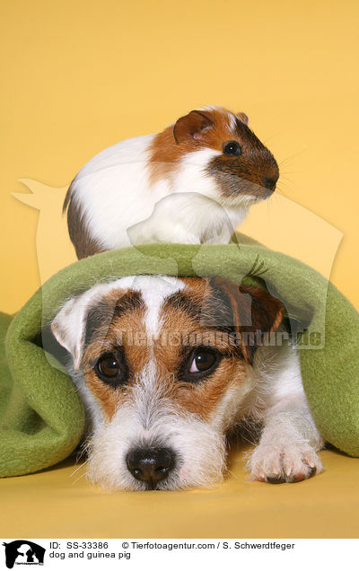 Hund und Meerschwein / dog and guinea pig / SS-33386