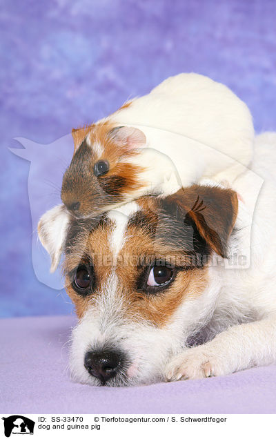 Hund und Meerschwein / dog and guinea pig / SS-33470