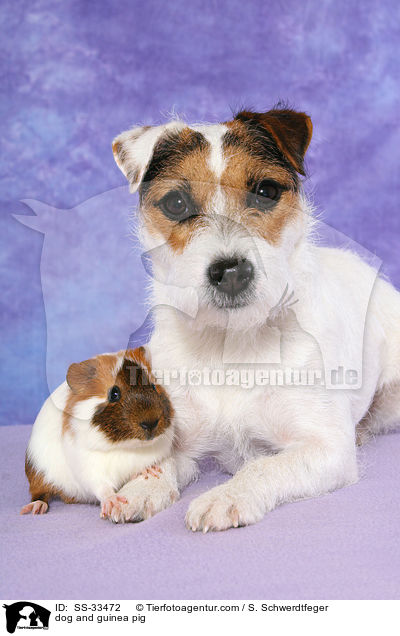dog and guinea pig / SS-33472
