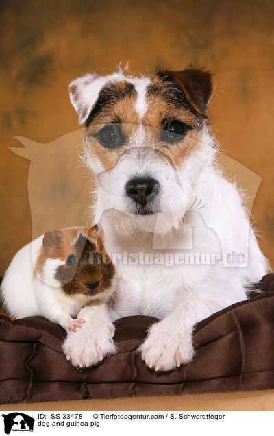 dog and guinea pig / SS-33478