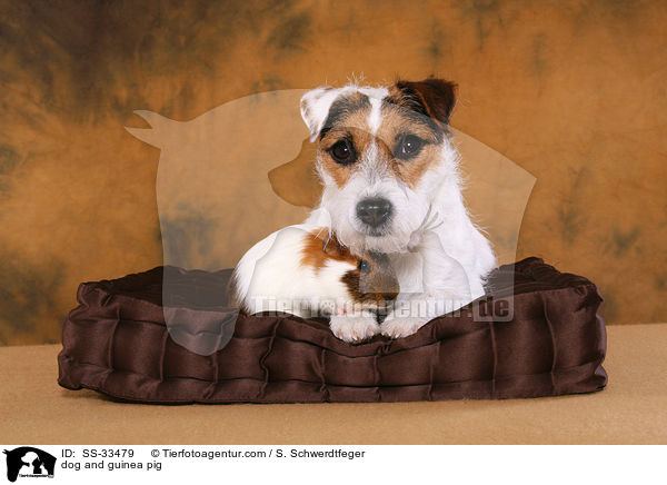 Hund und Meerschwein / dog and guinea pig / SS-33479
