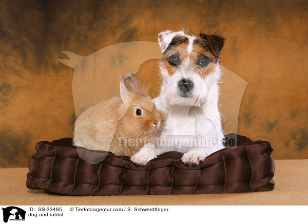 Hund und Kaninchen / dog and rabbit / SS-33485