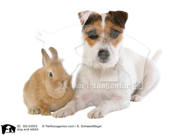 Hund und Kaninchen / dog and rabbit / SS-33503