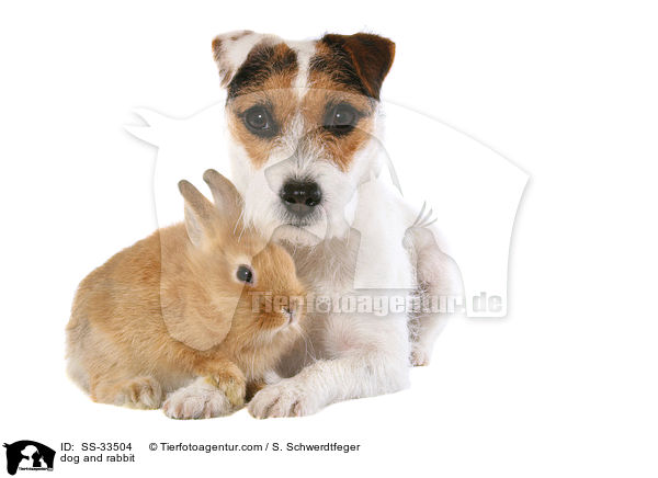 Hund und Kaninchen / dog and rabbit / SS-33504
