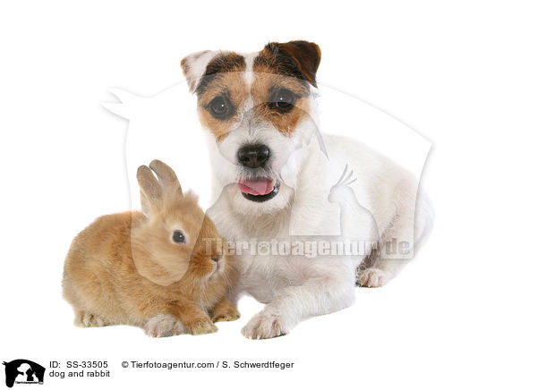 Hund und Kaninchen / dog and rabbit / SS-33505