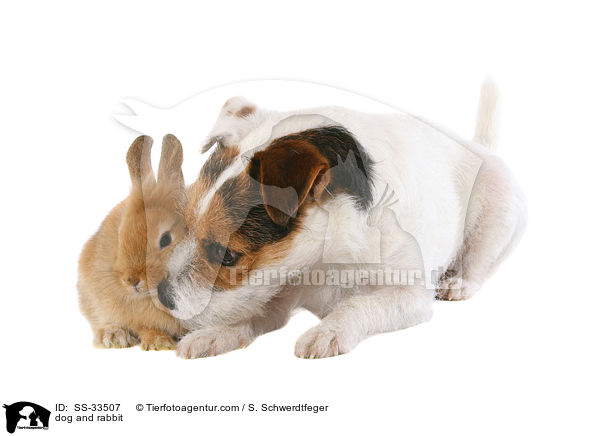 Hund und Kaninchen / dog and rabbit / SS-33507
