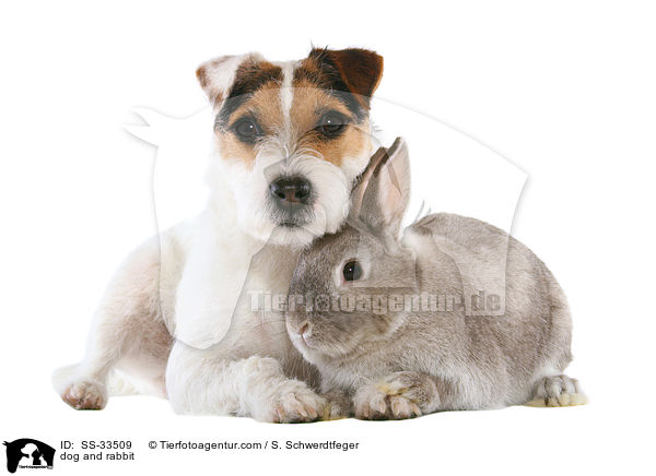 dog and rabbit / SS-33509